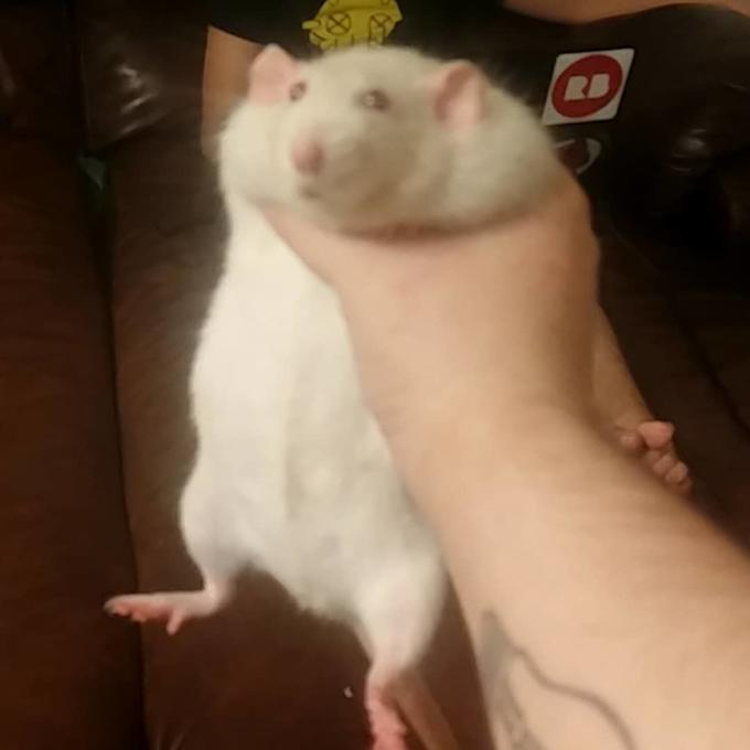 rat.jpeg