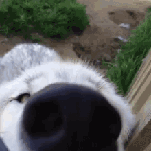 realduskroc.gif