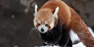 red panda.jpg