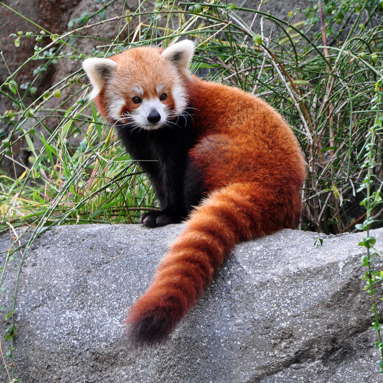 redpanda.jpg