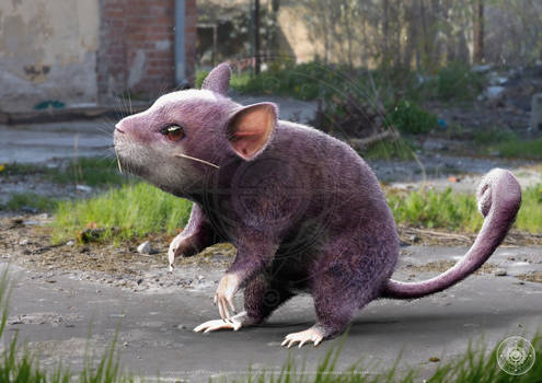 rtx rattata.jpg