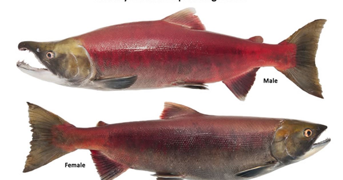 Salmon.jpg
