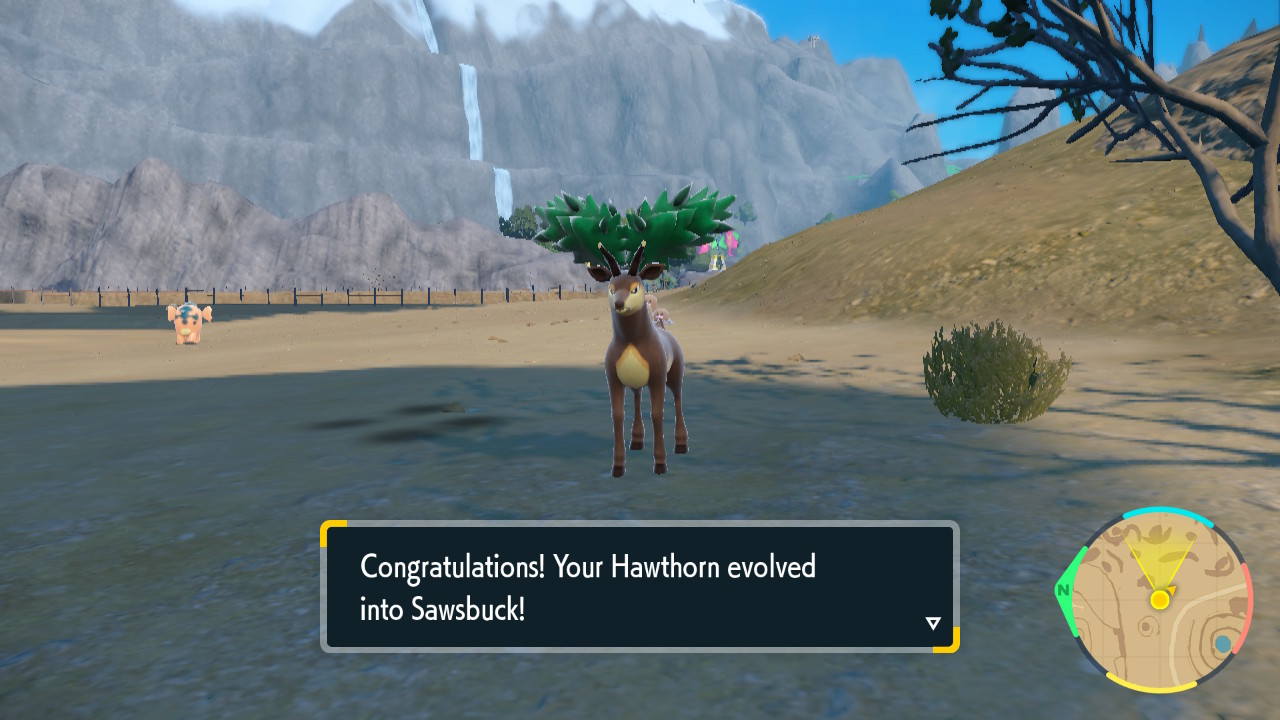 Sawsbuck_1.jpg