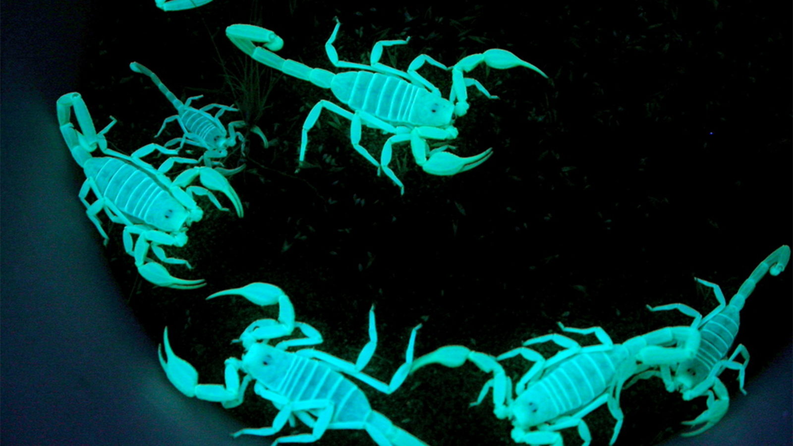 scorpion-glow.jpg