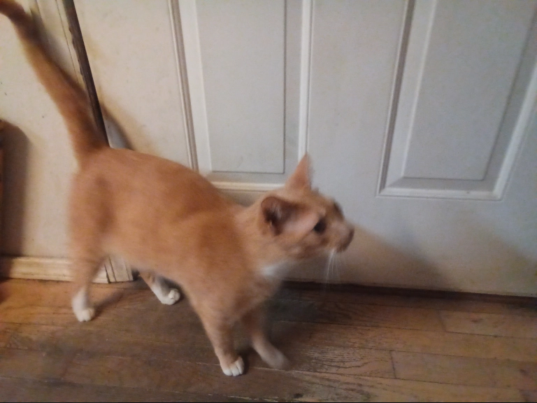 Screenshot 2024-10-11 at 21-32-34 • Discord #cat-pictures Cat Pictures.png