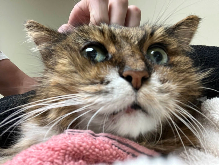 Screenshot 2024-10-12 at 12-17-25 • Discord #cat-pictures Cat Pictures.png
