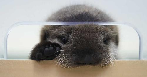 sea otter.jpg