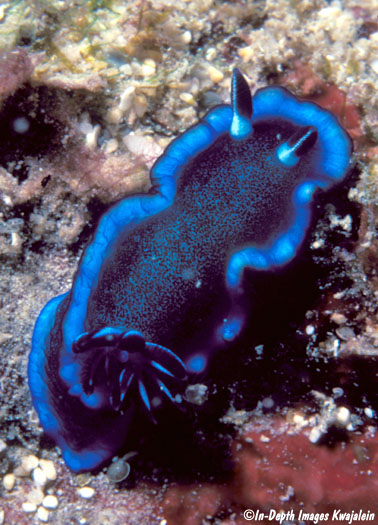 seaslug.jpg