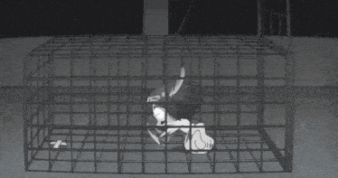 shikanoko-nokonoko-koshitantan-deer-trap.gif