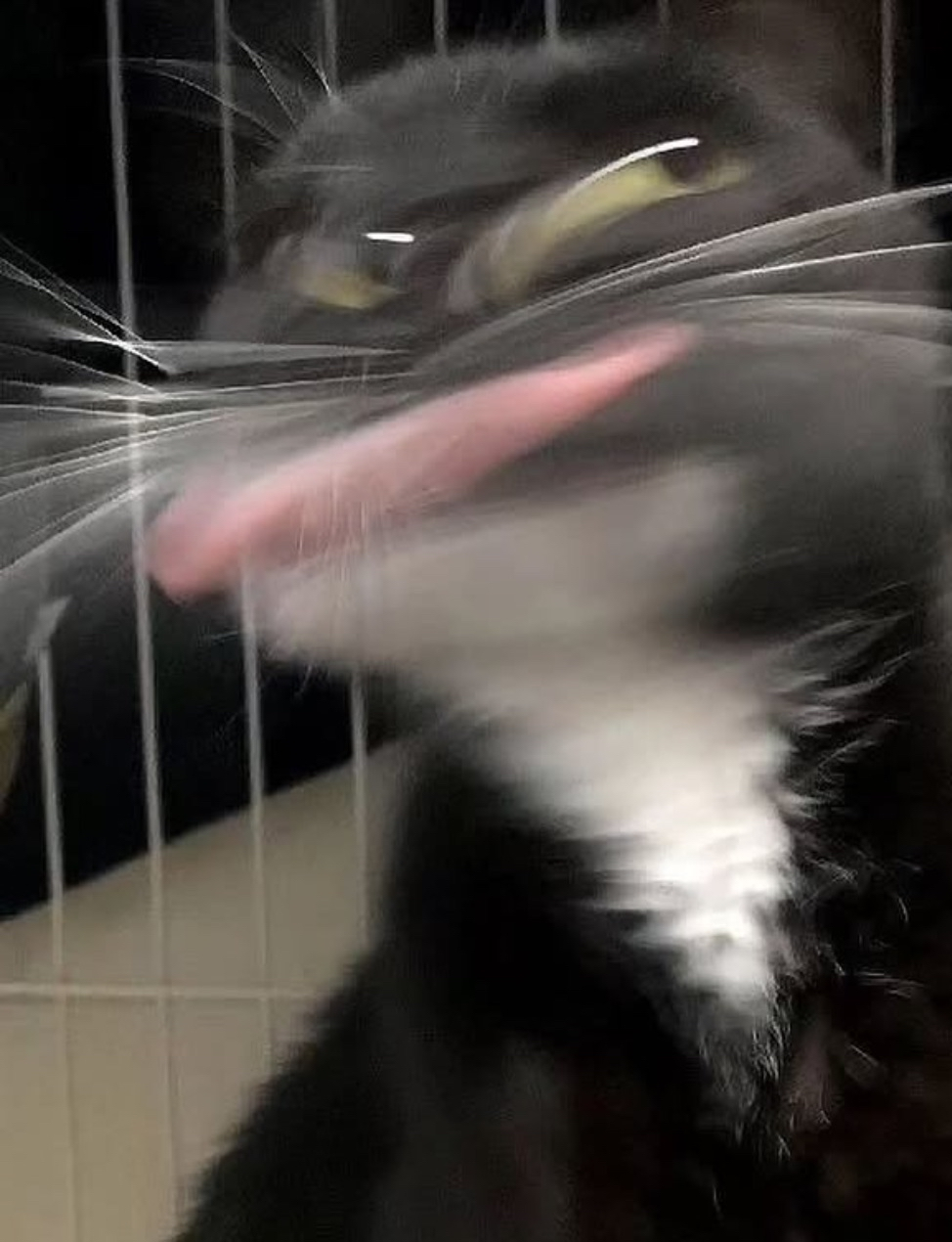 sillicat.png