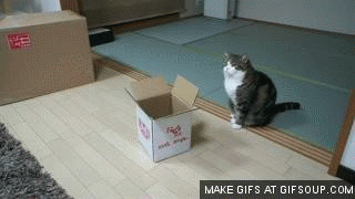 silly maru.gif
