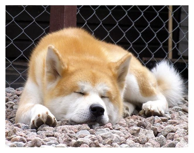 sleepypooch.png