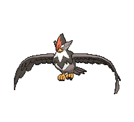 staraptor.gif