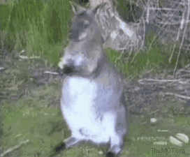 Stupid+birds+okayjpg_4991b5_3749995.gif