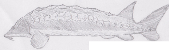 Sturgeon whole.png