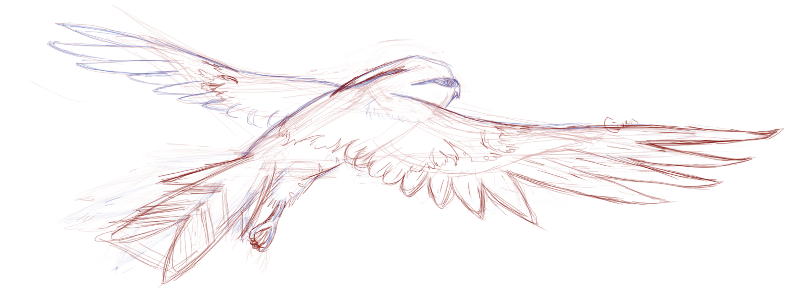 talonflame.png