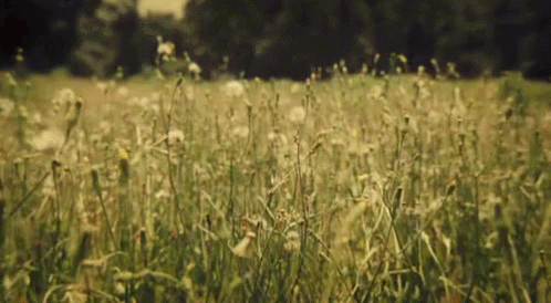tenor-14.gif