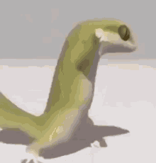 tenor (14).gif