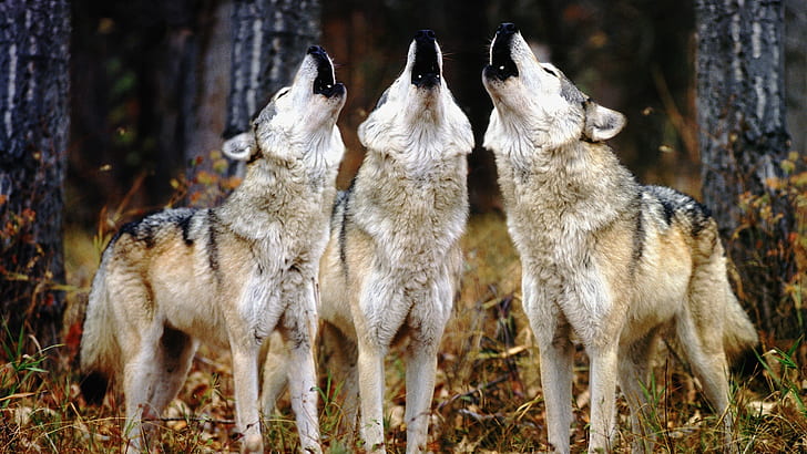 three-wolves-howling.jpg