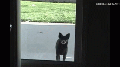 thriller-dance.gif