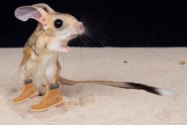 timbjerboa.jpg