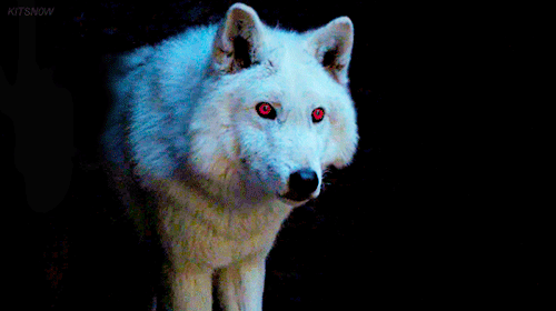 tumblr_on1bynJB3B1ucrb15o1_500.gif