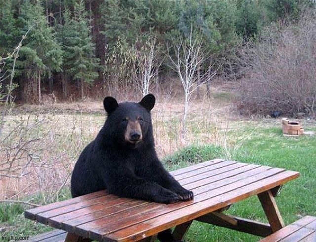 WaitingBear.jpg