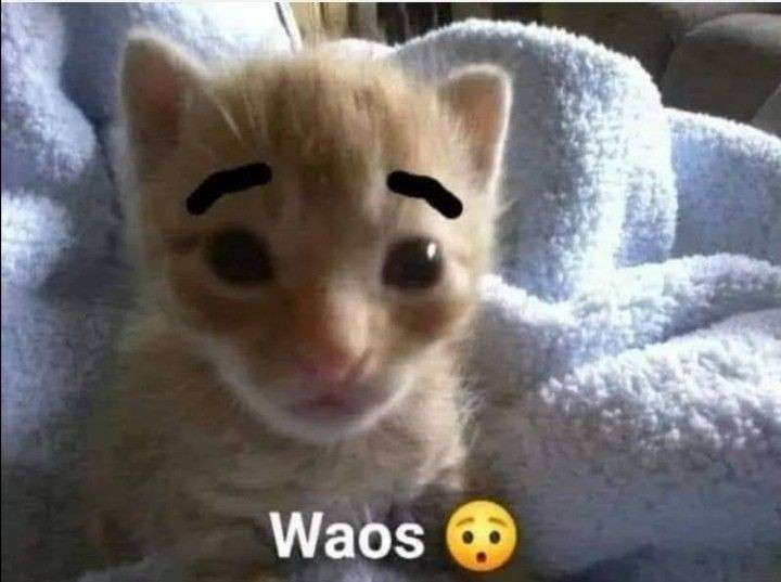 waos.jpg
