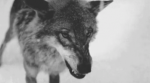 wolf-snarl.gif