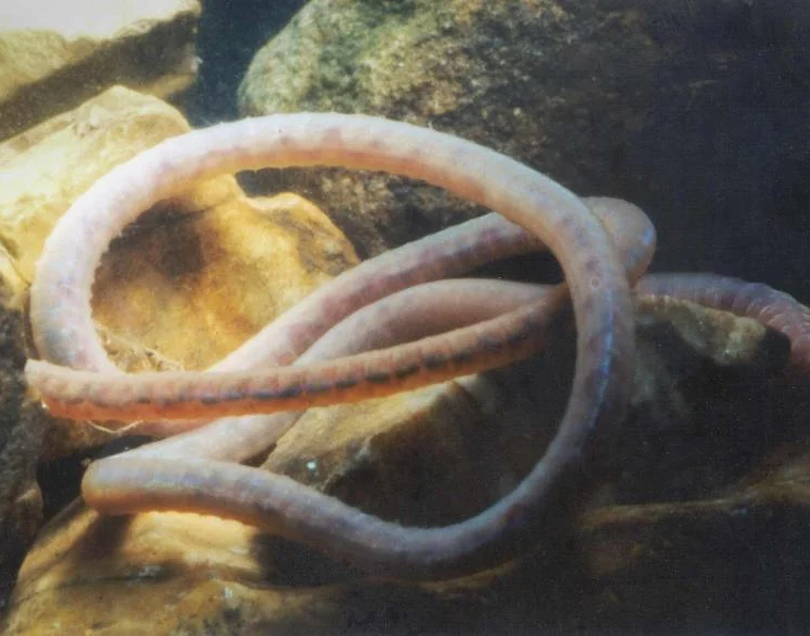 worm detritus.png