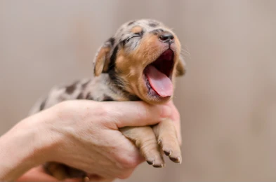 yawn_pup.png
