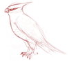 talonflame2.png