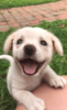 puppy.png