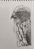 Owl.jpg