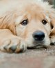 sad_dog.jpg sad_dog.jpg