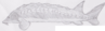 Sturgeon whole.png