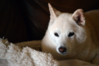 xshiba.png