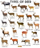 Types-of-Deer.jpg