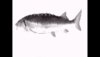 Fish Spin.gif