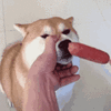 1702730598604.gif