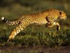 cheetah-jump_493_990x742.jpg