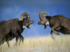 rams_having_a_male_fight.jpg