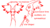 CAP34-S.png