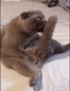 my cat.gif