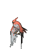 talonflame.gif