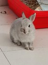 mochi-as-a-very-happy-baby-v0-lyzduyxz2mlc1.jpg