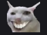 dumbasscat.png