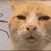 huhcat.jpg