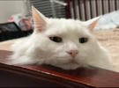 1753081504359.png