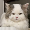images.png